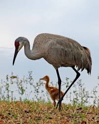 Maybe you would like to learn more about one of these? Sandhill Crane Kranich Reiher Ganse