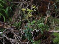 Image result for Agrocharis pedunculata