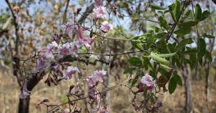 Image result for Stereospermum kunthianum