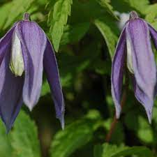 Maybe you would like to learn more about one of these? Columbine Clematis Alpina Columbine Online Kaufen