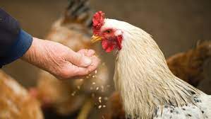 Peternak ayam petelur tentu harus mengetahui teknik perawatan yang tepat. Budidaya Ternak Ayam Kampung Mudah Untuk Pemula Rumah Com