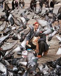 Beyazit Istanbul Turkey Hanifeturannn Ve Begendi Mustafaseven Guvercinleri Istanbul Meydanlarindan Cikarsak Ne Kadar Buyuk Bir Bosluk Olur Far Fotograf