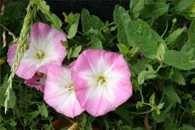Image result for Convolvulus farinosus