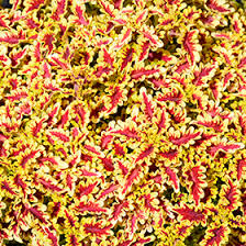 Image result for Coleus tetragonus