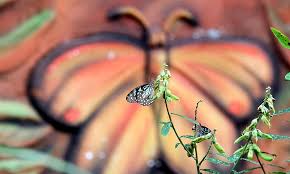 These areas are rich in butterfly population. Butterfly Park Butterflies Flying Nature Green Orange Wings Kerala India Pikist