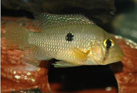 Zymonema brasiliense splendore (1912) и др. Geophagus Brasiliensis Pearl Cichlid Chromis Brasiliensis Geophagus Brasiliensis Seriously Fish