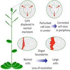 Check spelling or type a new query. Active Control Of Cell Size Generates Spatial Detail During Plant Organogenesis Current Biology