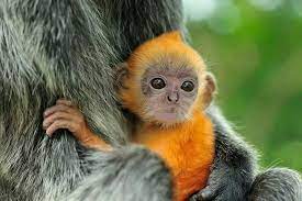 Orange Monkey Baby Monkey Cute Baby Animals Monkey