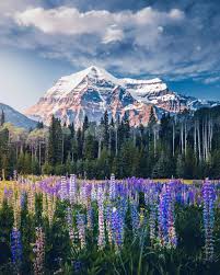 mt robson highest peak in the canadian rockies mt robson provincial park bc by martina gebaro beautiful places canadian rockies most beautiful places