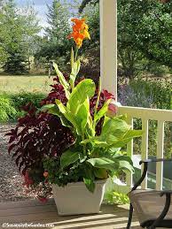 Cannas are tropical plants that grow easily from tuberous roots called rhizomes. Overwinter Your Canna Lilies Susan S In The Garden