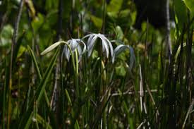 Image result for Aristida stenostachya