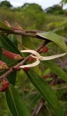 Image result for Xylopia shirensis