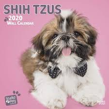 The music is an original, composition and is available royalty free along with photos at. Shih Tzus 2020 Square Wall Calendar Studio Pets Amazon Co Uk Browntrout Publishers Ltd Books