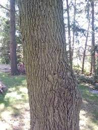 Experts Trying To Get Leg Up On Walnut Tree Disease Before It Hits Michigan Michigan Radio