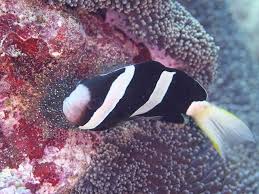 癒やしの海 石垣島の水中写真 鉄壁のディフェンス クマノミ 分布南日本の太平洋岸琉球列島小笠原諸島朝鮮半島インド太平洋 岩礁や珊瑚礁に生息するサンゴイソギンチャクやイボハタゴイソギンチャクなど大型イソギンチャクと共生する普通種伊豆でも産卵が確認されている雌