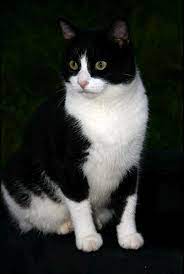 Dax By Threepointonefour Kittens Cutest Cute Cats And Kittens Kittens