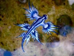 Underwater ocean animals cute octopus and starfish by bluelela on fashion formula. 10 Sea Creatures That Are Too Cute To Be Real But Are