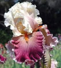Bearded Iris From Australia Iris Flowers Iris Garden Bearded Iris