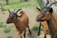 Oberhasli Goat - WNC Nature Center