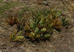 Image result for Elephantorrhiza elephantina
