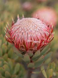 Image result for Protea angolensis