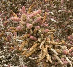 Image result for Halosarcia