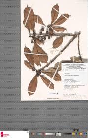 Image result for Ficus barteri