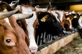 Touristisches angebot im haus der bayerischen landwirtschaft. Landwirtschaft Bollheim De