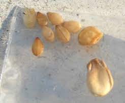 More Sesame Seeds Found In Bed Tape Worm Eggs What S That Bug