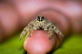 Pin By Lmolnar On Cute Spiders In 2021 Jumping Spider Pet Spider Cute Animals
