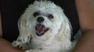 Shoals Woman Searches For Her Dog After Mix-Up at Groomers