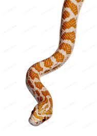 Corn Snake Or Red Rat Snake Pantherophis Guttattus Slithering Against White Background By Lifeonwhite S Photos Ad Sponsored Corn Snake Rat Snake Red Rat