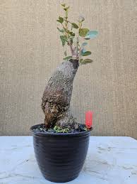 Image result for Brachychiton populneus