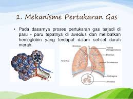 • pada manusia, ada 2 mekanisme pernapasan, yaitu eksternal dan internal. Proses Pertukaran Gas