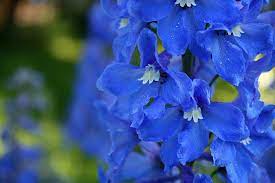 Read More About Larkspur Flowers The Birth Flower Of July