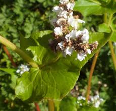 Image result for Fagopyrum esculentum