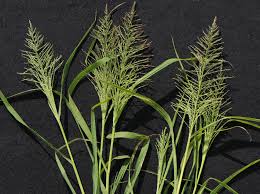 Image result for Lepidagathis eriocephala