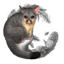 Bush Babies Ii Possum Coin Artwork Australian Native Animals Australian Animals Animal Drawings
