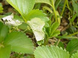 Image result for květopas jahodníkový