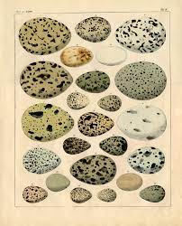 Bulu fim kaffata / bulu bhai comedy video. Graphic Fairy Free Printable French Typography Archives The Graphics Fairy Grab These Gorgeous Free Printable Junk Journal Covers From The Graphics Fairy Hot Trendings