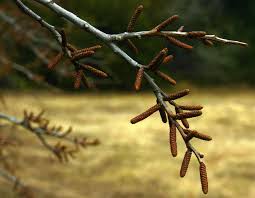 Image result for Spirostachys