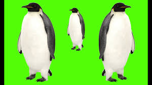 It'll bring you to a screen. Green Screen Background Penguin Green Screen Video Green Screen Penguins Walk Youtube