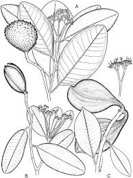 Image result for Schizozygia coffaeoides