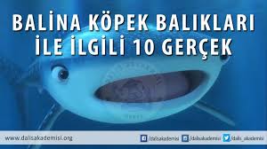 Balina Kopek Baliklari Hakkinda 10 Gercek Bursa Dalis Akademisi Buda