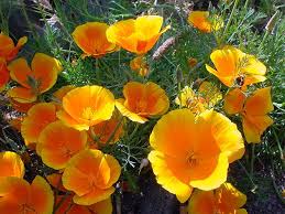 Learn how to grow fabulous, annual poppies. Pin On Sovety Dlya Dachnikov