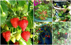 Spray paint the pipe in whatever shades you like. 15 Innovative Strawberry Planting Ideas For Big Harvests In Tiny Spaces