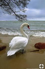 Whats This Swan Doing Beside The Sea Beautiful Birds Pet Birds Swan
