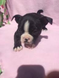 The current median price for all boston terriers sold is $1,250.00. Boston Terrier Puppies For Sale In Calhan Colorado Classified Americanlisted Com