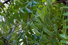Image result for Azadirachta indica