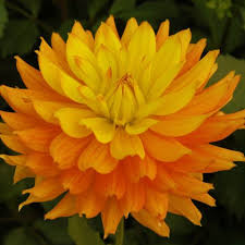 Check spelling or type a new query. Candlelight Swan Dahlias
